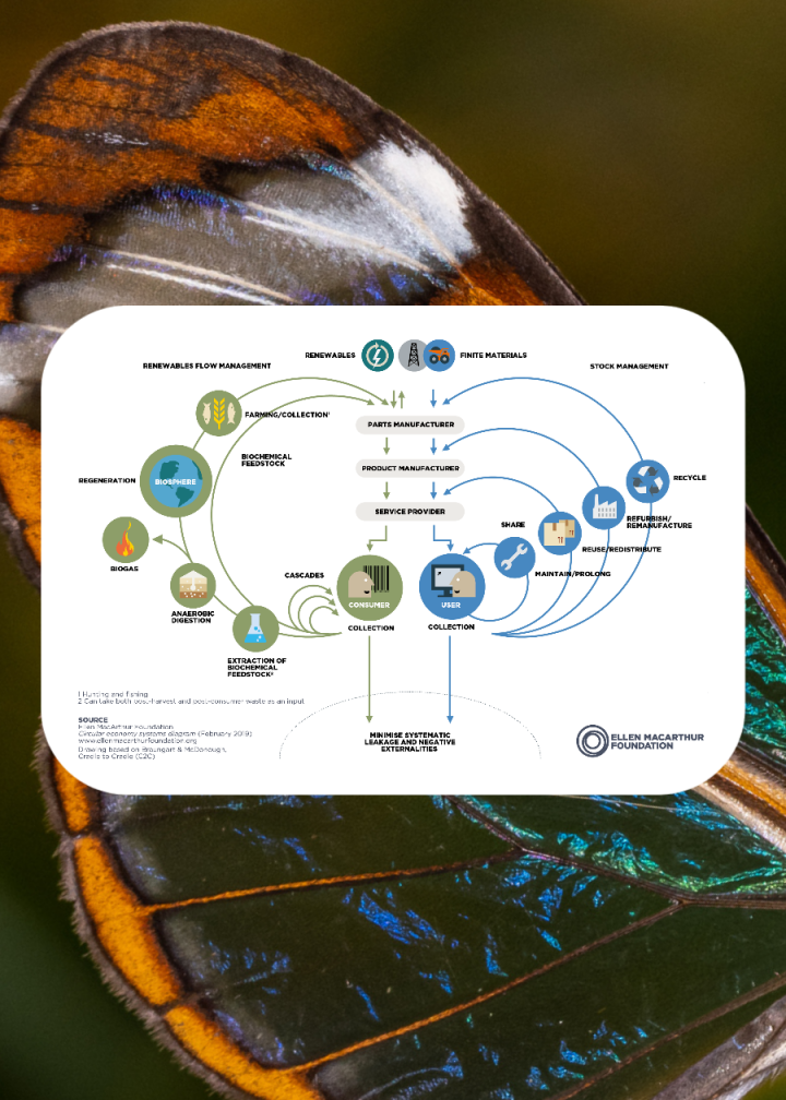 butterfly diagram Ellen MacArthur foundation